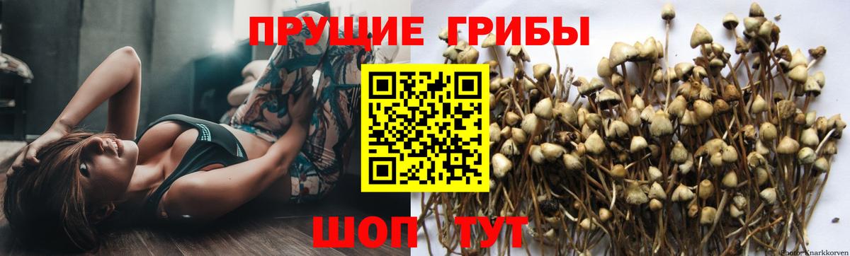 Сунжа  Псилоцибиновые грибы ЛСД  где купить наркоту  Галлюциногенные грибы MAGIC MUSHROOMS  Вход с VPN 